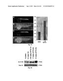 Class of HDAC Inhibitors Expands the Renal Progenitor Cells Population and     Improves the Rate of Recovery from Acute Kidney Injury diagram and image