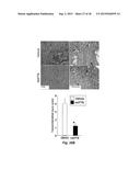 Class of HDAC Inhibitors Expands the Renal Progenitor Cells Population and     Improves the Rate of Recovery from Acute Kidney Injury diagram and image