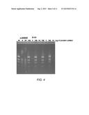 POLYMERASE COMPOSITIONS AND METHODS diagram and image