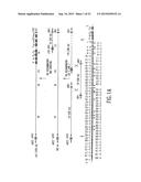 TRANSGENIC MAMMALS HAVING HUMAN IG LOCI INCLUDING PLURAL VH AND VK REGIONS     AND ANTIBODIES PRODUCED THEREFROM diagram and image