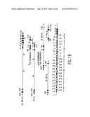 TRANSGENIC MAMMALS HAVING HUMAN IG LOCI INCLUDING PLURAL VH AND VK REGIONS     AND ANTIBODIES PRODUCED THEREFROM diagram and image