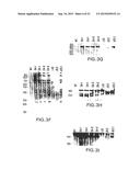 TRANSGENIC MAMMALS HAVING HUMAN IG LOCI INCLUDING PLURAL VH AND VK REGIONS     AND ANTIBODIES PRODUCED THEREFROM diagram and image