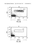 TRANSGENIC MAMMALS HAVING HUMAN IG LOCI INCLUDING PLURAL VH AND VK REGIONS     AND ANTIBODIES PRODUCED THEREFROM diagram and image