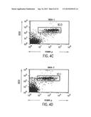 TRANSGENIC MAMMALS HAVING HUMAN IG LOCI INCLUDING PLURAL VH AND VK REGIONS     AND ANTIBODIES PRODUCED THEREFROM diagram and image