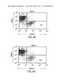 TRANSGENIC MAMMALS HAVING HUMAN IG LOCI INCLUDING PLURAL VH AND VK REGIONS     AND ANTIBODIES PRODUCED THEREFROM diagram and image