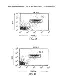 TRANSGENIC MAMMALS HAVING HUMAN IG LOCI INCLUDING PLURAL VH AND VK REGIONS     AND ANTIBODIES PRODUCED THEREFROM diagram and image