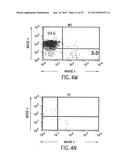 TRANSGENIC MAMMALS HAVING HUMAN IG LOCI INCLUDING PLURAL VH AND VK REGIONS     AND ANTIBODIES PRODUCED THEREFROM diagram and image