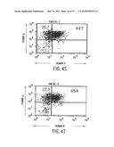 TRANSGENIC MAMMALS HAVING HUMAN IG LOCI INCLUDING PLURAL VH AND VK REGIONS     AND ANTIBODIES PRODUCED THEREFROM diagram and image