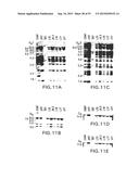 TRANSGENIC MAMMALS HAVING HUMAN IG LOCI INCLUDING PLURAL VH AND VK REGIONS     AND ANTIBODIES PRODUCED THEREFROM diagram and image