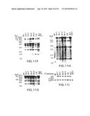 TRANSGENIC MAMMALS HAVING HUMAN IG LOCI INCLUDING PLURAL VH AND VK REGIONS     AND ANTIBODIES PRODUCED THEREFROM diagram and image