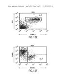 TRANSGENIC MAMMALS HAVING HUMAN IG LOCI INCLUDING PLURAL VH AND VK REGIONS     AND ANTIBODIES PRODUCED THEREFROM diagram and image