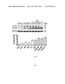 MTOR-independent activator of TFEB for autophagy enhancement and uses     thereof diagram and image