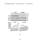 MTOR-independent activator of TFEB for autophagy enhancement and uses     thereof diagram and image