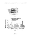 MTOR-independent activator of TFEB for autophagy enhancement and uses     thereof diagram and image