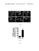 MTOR-independent activator of TFEB for autophagy enhancement and uses     thereof diagram and image