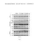 MTOR-independent activator of TFEB for autophagy enhancement and uses     thereof diagram and image