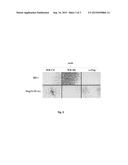 Live Attenuated Antigenically Marked Classical Swine Fever Vaccine diagram and image