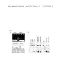 RNA TRANS-SPLICING MOLECULE (RTM) FOR USE IN THE TREATMENT OF CANCER diagram and image
