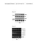 Use of a Compound for Inducing Differentiation of Mesenchymal Stem Cells     into Cartilage Cells diagram and image