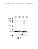 TARGETED THERAPEUTICS BASED ON ENGINEERED PROTEINS FOR TYROSINE KINASES     RECEPTORS, INCLUDING IGF-IR diagram and image