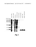 TARGETED THERAPEUTICS BASED ON ENGINEERED PROTEINS FOR TYROSINE KINASES     RECEPTORS, INCLUDING IGF-IR diagram and image