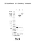 TARGETED THERAPEUTICS BASED ON ENGINEERED PROTEINS FOR TYROSINE KINASES     RECEPTORS, INCLUDING IGF-IR diagram and image