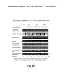 TARGETED THERAPEUTICS BASED ON ENGINEERED PROTEINS FOR TYROSINE KINASES     RECEPTORS, INCLUDING IGF-IR diagram and image