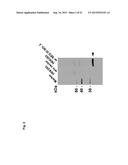 MONOCLONAL ANTIBODIES AGAINST CLAUDIN-18 FOR TREATMENT OF CANCER diagram and image