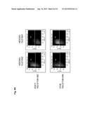 MONOCLONAL ANTIBODIES AGAINST CLAUDIN-18 FOR TREATMENT OF CANCER diagram and image