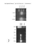 MONOCLONAL ANTIBODIES AGAINST CLAUDIN-18 FOR TREATMENT OF CANCER diagram and image