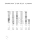 MONOCLONAL ANTIBODIES AGAINST CLAUDIN-18 FOR TREATMENT OF CANCER diagram and image