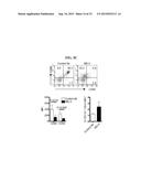 ICAM-1 ANTIBODY AND USE THEREOF diagram and image