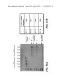 ANTI-JAGGED1 ANTIBODIES AND METHODS OF USE diagram and image
