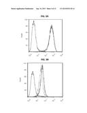 MESOTHELIN DOMAIN-SPECIFIC MONOCLONAL ANTIBODIES AND USE THEREOF diagram and image