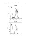 MESOTHELIN DOMAIN-SPECIFIC MONOCLONAL ANTIBODIES AND USE THEREOF diagram and image