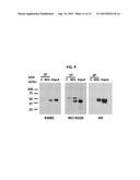 MESOTHELIN DOMAIN-SPECIFIC MONOCLONAL ANTIBODIES AND USE THEREOF diagram and image