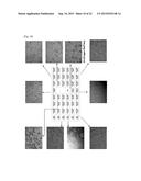 SYNTHETICALLY DESIGNED EXTRACELLULAR MICROENVIRONMENT diagram and image