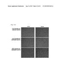 SYNTHETICALLY DESIGNED EXTRACELLULAR MICROENVIRONMENT diagram and image