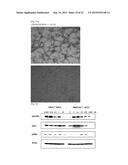 SYNTHETICALLY DESIGNED EXTRACELLULAR MICROENVIRONMENT diagram and image