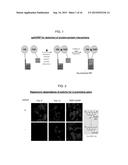 SPLIT PEROXIDASES AND METHODS OF USE diagram and image