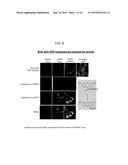 SPLIT PEROXIDASES AND METHODS OF USE diagram and image