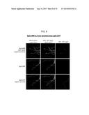 SPLIT PEROXIDASES AND METHODS OF USE diagram and image