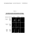 SPLIT PEROXIDASES AND METHODS OF USE diagram and image