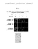 SPLIT PEROXIDASES AND METHODS OF USE diagram and image