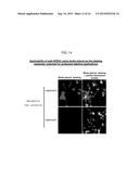 SPLIT PEROXIDASES AND METHODS OF USE diagram and image