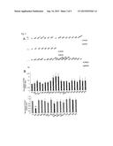 METHOD FOR SCREENING MICRORNAS WITH GENE SILENCING FUNCTION AT BOTH LEVELS     OF TRANSCRIPTION AND POST-TRANSCRIPTION diagram and image