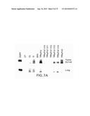 PREPARATION OF ANTIBODY OR AN ANTIBODY FRAGMENT TARGETED IMMUNOLIPOSOMES     FOR SYSTEMIC ADMINISTRATION OF THERAPEUTIC OR DIAGNOSTIC AGENTS AND USES     THEREOF diagram and image