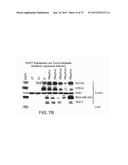 PREPARATION OF ANTIBODY OR AN ANTIBODY FRAGMENT TARGETED IMMUNOLIPOSOMES     FOR SYSTEMIC ADMINISTRATION OF THERAPEUTIC OR DIAGNOSTIC AGENTS AND USES     THEREOF diagram and image