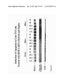 PREPARATION OF ANTIBODY OR AN ANTIBODY FRAGMENT TARGETED IMMUNOLIPOSOMES     FOR SYSTEMIC ADMINISTRATION OF THERAPEUTIC OR DIAGNOSTIC AGENTS AND USES     THEREOF diagram and image