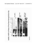 PREPARATION OF ANTIBODY OR AN ANTIBODY FRAGMENT TARGETED IMMUNOLIPOSOMES     FOR SYSTEMIC ADMINISTRATION OF THERAPEUTIC OR DIAGNOSTIC AGENTS AND USES     THEREOF diagram and image